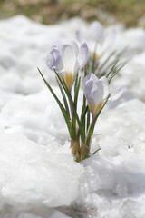 Fototapete - Spring flowers - white crocuses bloom in the park in April, a beautiful template for a web screensaver. Snow shiny cover melts near primroses, Easter card design.