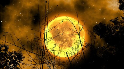 Wall Mural - Teak tree silhouette at night under the full moon
