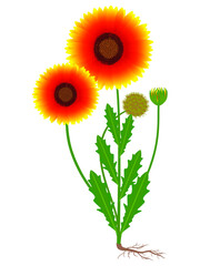 Wall Mural - Gaillardia flower with fruit and roots on a white background.