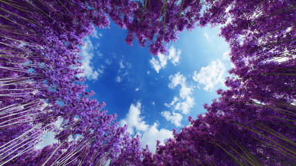 Concept or conceptual heart shape symbol made of forest tree branches over a blue sky background as romantic frame. A metaphor to love, Valentine Day celebration, environment ecology 3D illustration