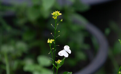 Sticker - yellow flowers in the garden