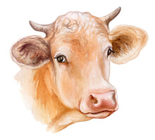 Cow Portrait Isolated On White Background. Head  Watercolor. Illustration. Template. Farm Animal