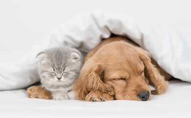 Poster - English Cocker spaniel puppy hugs kitten. Pets sleep together under white warm blanket on a bed at home