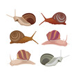 Vector illustration of a snail animal bundle
