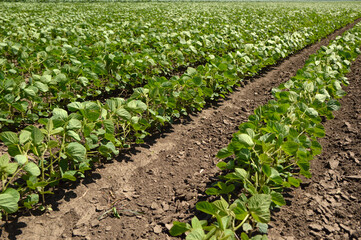 Wall Mural - green soya bean field in bright spring day