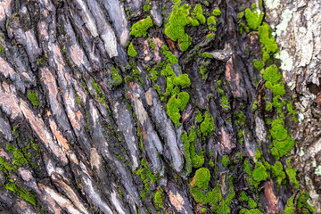 green moss In the Forest background
