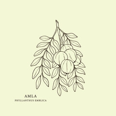 hand drawn amla branch. botanical illustration