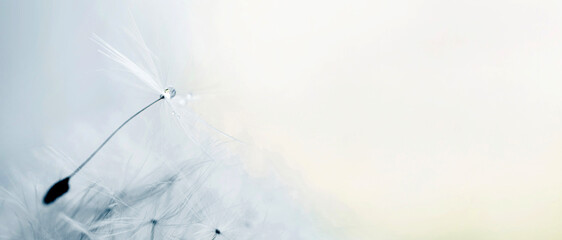 Wall Mural - a drop of water on dandelion.dandelion seed on a blue abstract floral background with copy space clo