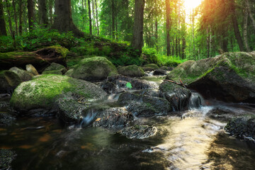 Wall Mural - Forest river creek water flow. Beautiful landscape