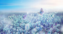 Wild Blue And Lilac Flowering Fluffy Grass In Field And Two Fluttering Butterfly On Nature Outdoors, Macro. Magic Artistic Image. Toned In Blue And Violet Tones. Selective Soft Focus.