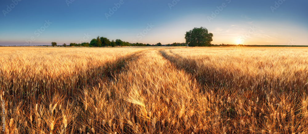 Wheat field panorama with path at summer sunset, Agriculture - obrazy, fototapety, plakaty 