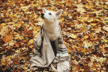 Wall Mural - Cute dog sitting under cozy blanket on fall leaves in autumn woods.Adorable white puppy, cozy autumn