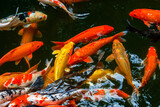 Fototapeta Do akwarium - Colorful schools of koi and goldfish in the ornamental fish pond