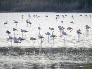 Wall Mural - flamingo in a swamp in Vendicari retreat sicily