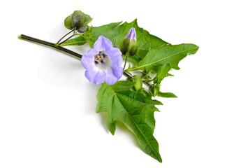 Wall Mural - Nicandra physalodes. It is known by the common names apple-of-Peru and shoo-fly plant. Isolated