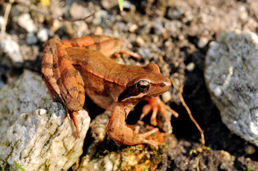 Wall Mural - Italian agile frog // Italienischer Springfrosch (Rana latastei) 