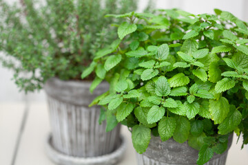 Wall Mural - lemon balm (melissa) and thyme herb in flowerpot on balcony, urban container garden concept