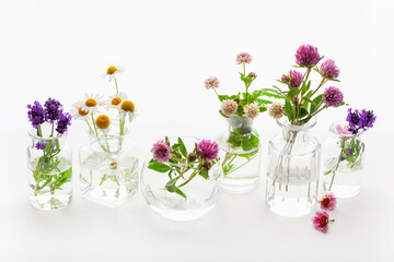 Sticker - summer wild medical flowers and herbs in glass jars. alternative medicine