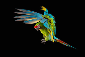 Flying Macaw Parrot isolated on black