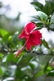 Fototapeta Sawanna -  Hibiscus, (genus Hibiscus), genus of numerous species of herbs, shrubs, and trees in the mallow family
 (Malvaceae) that are native to warm temperate and tropical regions. Several are cultivated 
 as