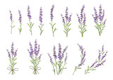 Fototapeta Sypialnia - Sprigs of lavender set. Vector colorful illustration