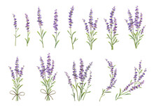 Sprigs Of Lavender Set. Vector Colorful Illustration