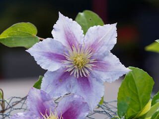 Poster - (Clematis 'Piilu') Clématite 'Piilu' appelée 'Mini Dr. Ruppel' à floraison dégradée rose clair et foncé grimpant comme des lianes le long d'une clôture