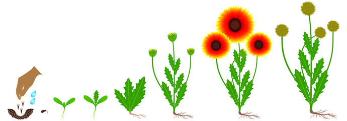 Wall Mural - cycle of growth of a gaillardia flowers isolated on a white.