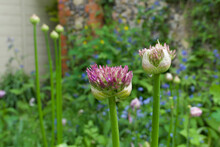Pink Allium Buds Starting To Turn Into Flowers In Garden Setting