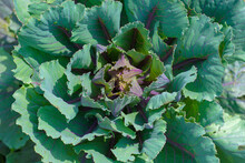 Variegated Ornamental Cabbage Of Purpure And Green Flowers Growing In The Ground - Top View, Close-up. Decorative Cabbage