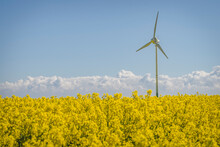 Oilseed Rape Field With Wind Turbine In Background