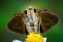 Macro Shot On Front Side Of Moth.  A Strange Creature In The Nature.