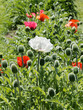 (Papaver orientale) Grandes fleurs à pétales chiffonés blanc, rouge et bourgeons de pavot d'orient ou pavot de Tournefort cultivé