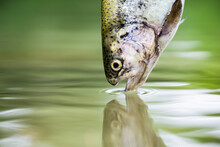Trouts In The Green Water Of A Mountain Lake. Rainbow Trouts Close-up In Water. Fishing. Rainbow Trout Fish Jumping. The Rainbow Trout In The Lake