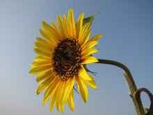 Side View Of A Bright Sunflower In The Blue Sky Background
