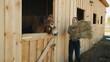 Female horse owner carrying a hay bundle for her horse. A dark brown horse taking out its head from the stall window in the horse stable. A woman feeding hay to her horse during the daytime. 