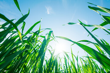 Wall Mural - green summer grass bottom view on sky and sun. morning dew on grass at spring. natural spring backgr