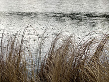 Reeds In The Water In Rainy Day