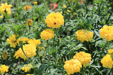 Wall Mural - bright beautiful summer flowers in the botanical garden