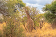 Tanzania, Serengeti park – Giraffe.