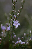 Fototapeta Lawenda - violette Blüten