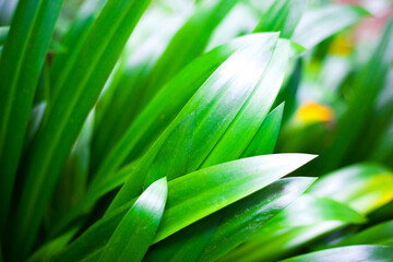 Wall Mural - background of green leaves