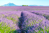 Fototapeta Krajobraz - Champs de lavande en Provence sur le plateau de Valensole