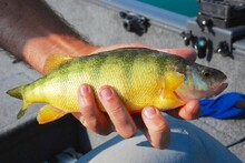 A Good-sized Yellow Perch
