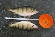 Two Jumbo Yellow Perch With An Ice Scoop