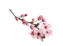 Cherry Tree Branch With Beautiful Pink Blossoms Isolated On White