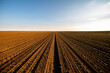 © oticki/Westend61 - Rows of corn seedlings growing in brown plowed field at sunset