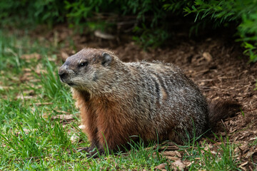 Wall Mural - Groundhog in grass