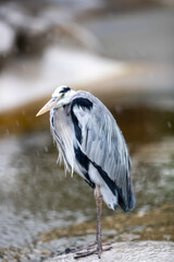 Poster - Vertical shot of a Great heron on a rock captured on a rainy day