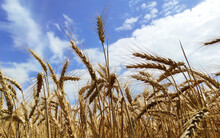 Wheat Field. Wheat Ears Close Up. 